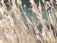 Wheat Grain.JPG